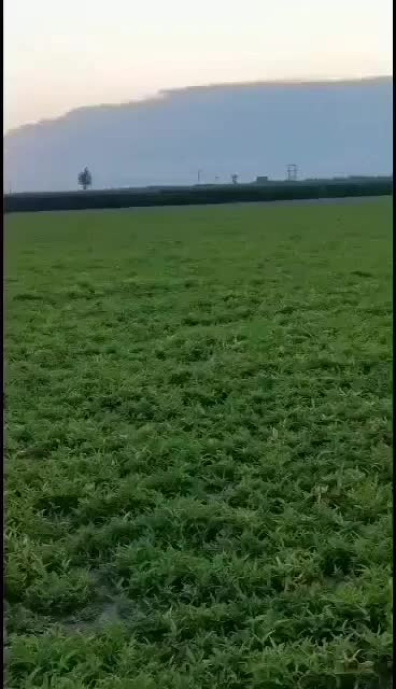 河北保定优质自产自销旱半夏种苗正在出售，各种规格