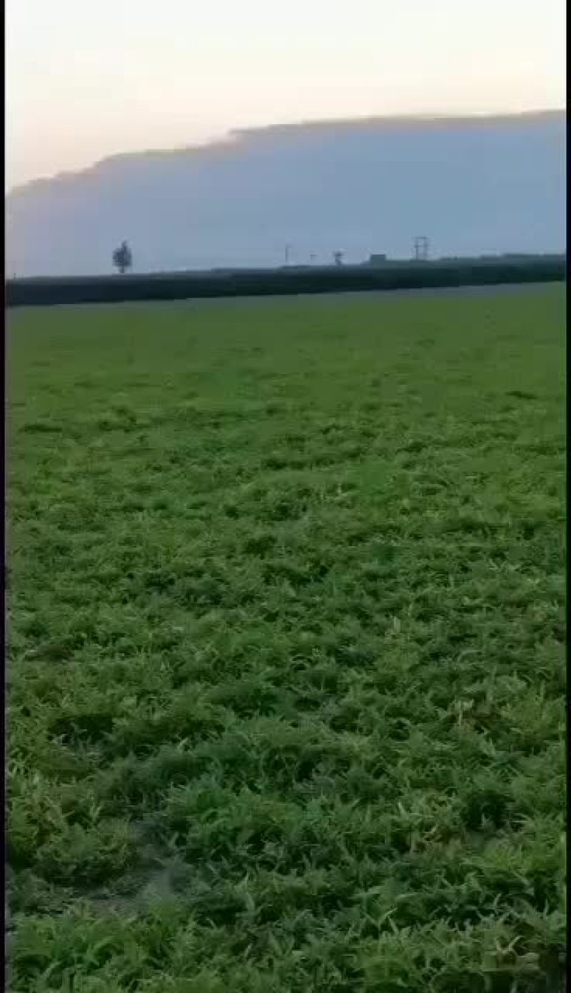 河北保定优质自产自销旱半夏种苗正在出售，各种规格