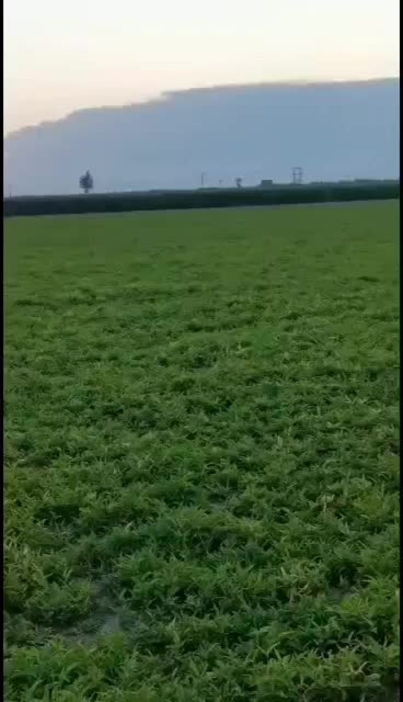 河北保定优质自产自销旱半夏种苗正在出售，各种规格