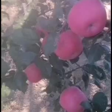 辽南万山红大量上市中欢迎选购