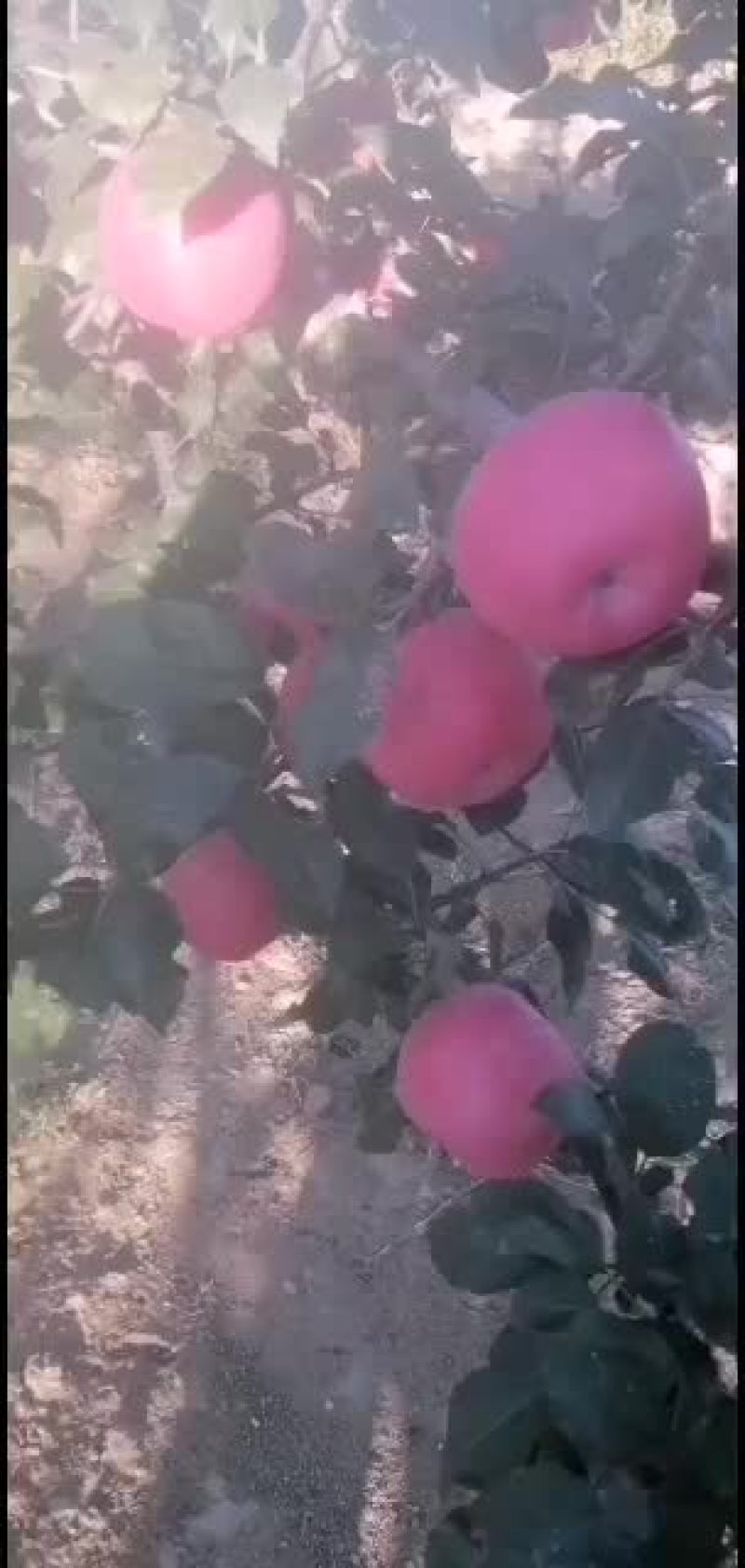 辽南万山红大量上市中欢迎选购