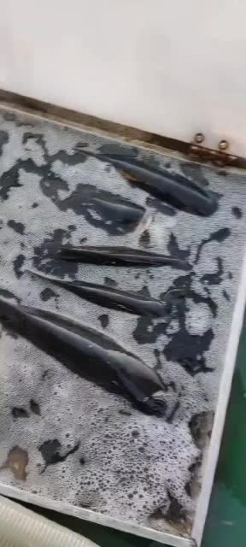 精品养殖黑花大头花莲鱼