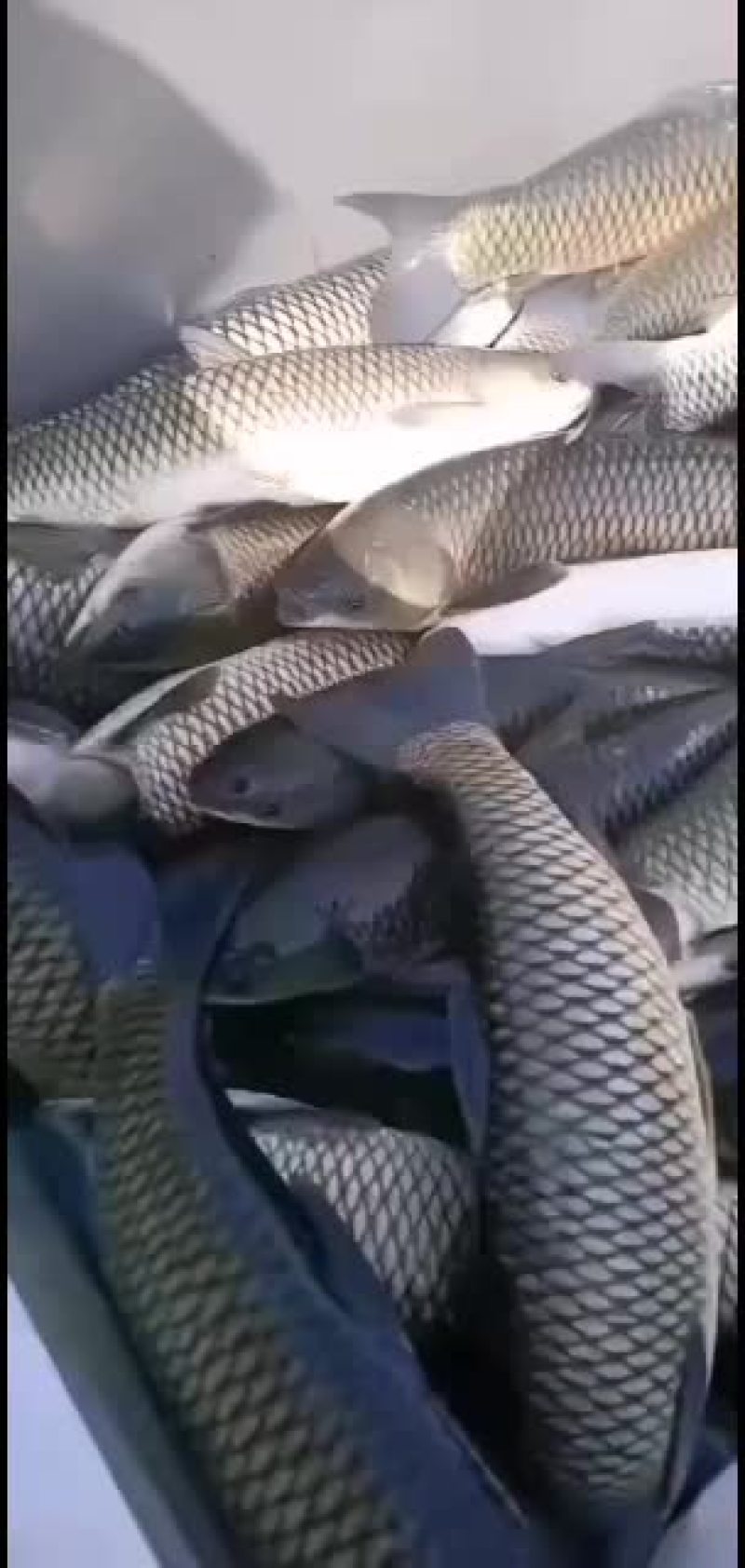 精品养殖顺条大小草鱼