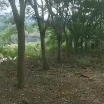 凤凰树，攀枝花一手货源