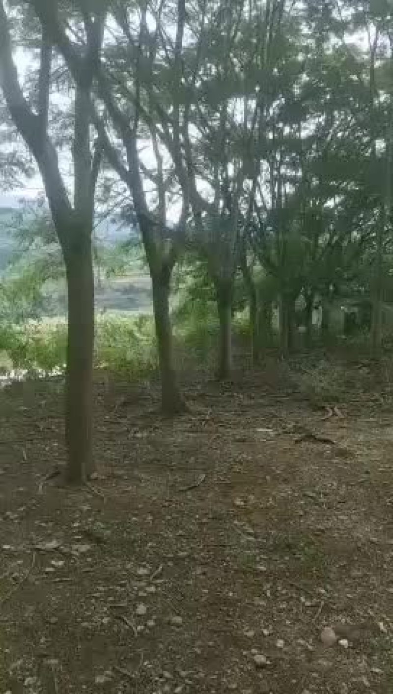 凤凰树，攀枝花一手货源