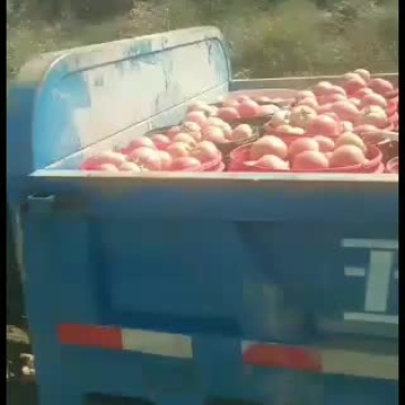 西红柿硬粉西红柿耐运输