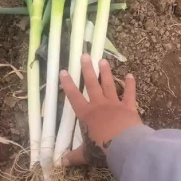 大葱
