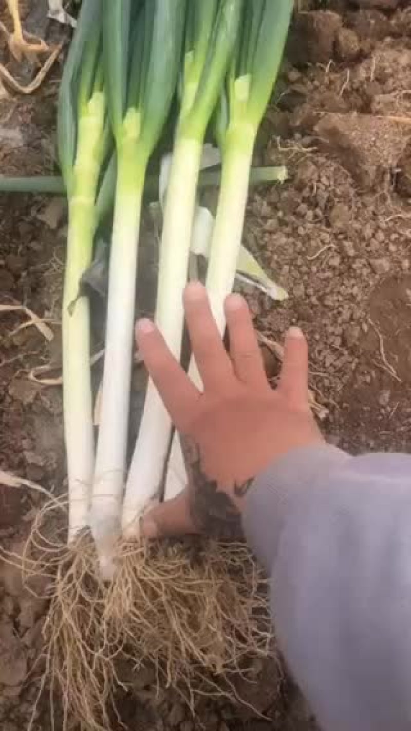 大葱