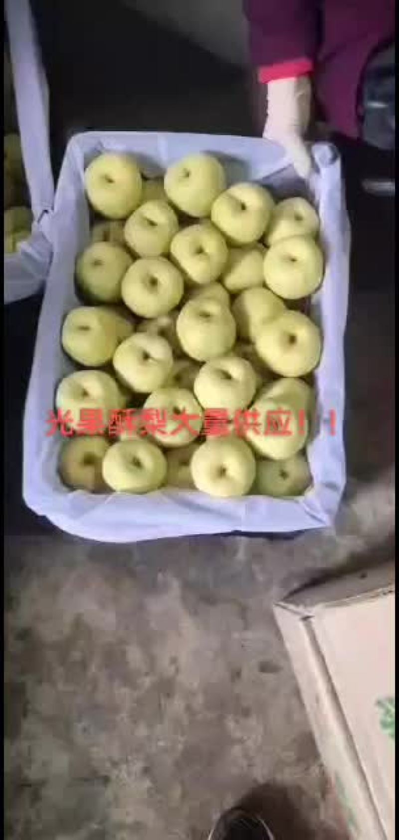 高山长吧梨口感酸甜需要的速度联系货源充足！！