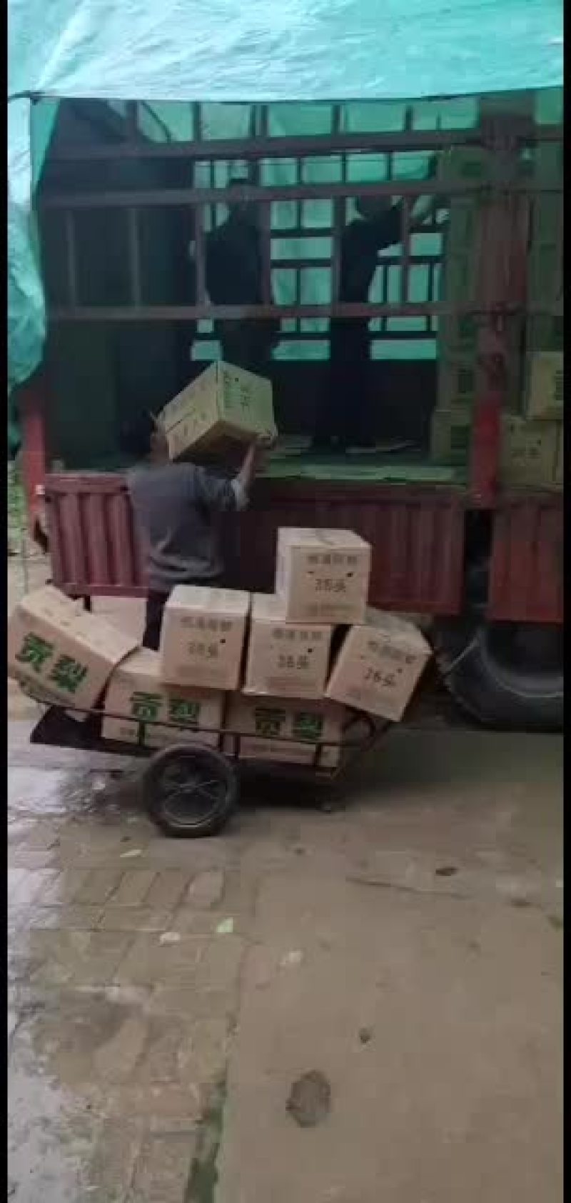 高山长吧梨口感酸甜需要的速度联系货源充足！！
