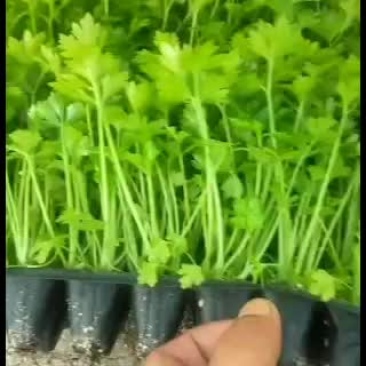进口法国皇后多颗穴盘芹菜苗天天有货价格优惠提前预订