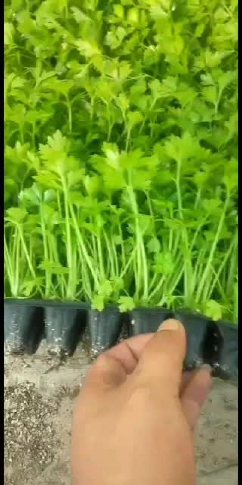 进口法国皇后多颗穴盘芹菜苗天天有货价格优惠提前预订