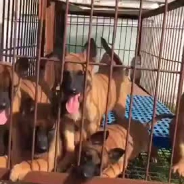精品马犬红马红马黑马三针疫苗2针驱虫已做