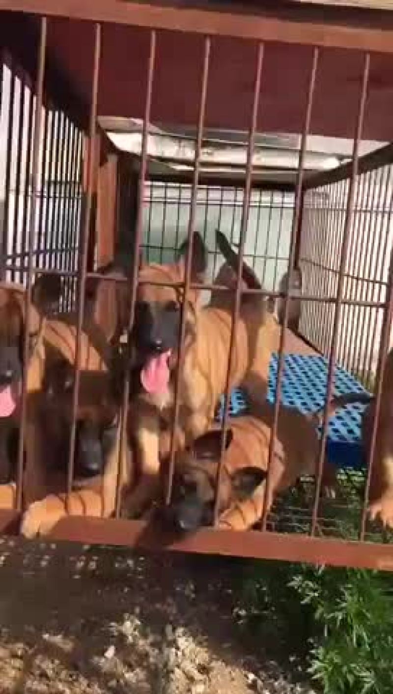 精品马犬红马红马黑马三针疫苗2针驱虫已做