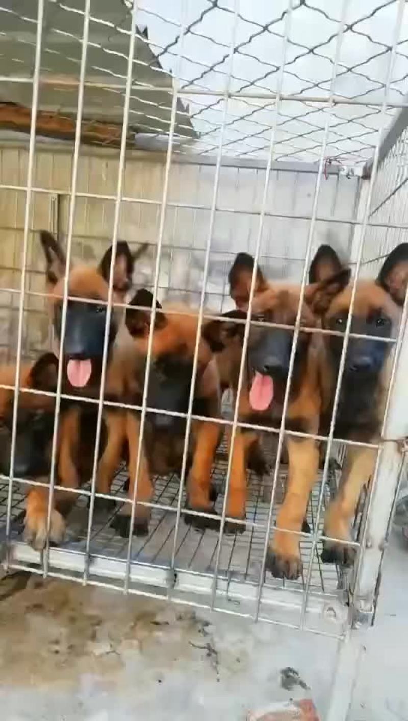 精品马犬红马红马黑马三针疫苗2针驱虫已做