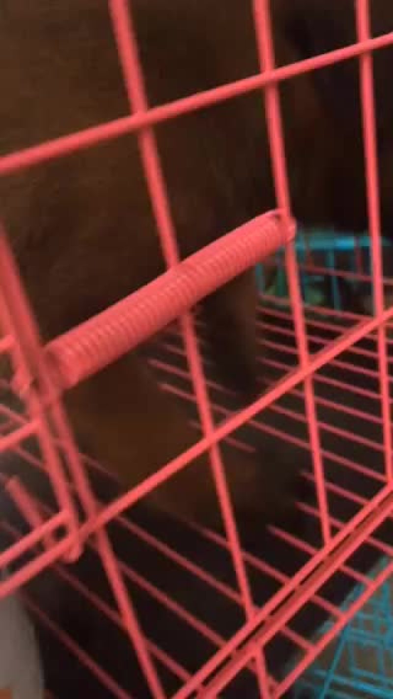 精品马犬红马红马黑马三针疫苗2针驱虫已做