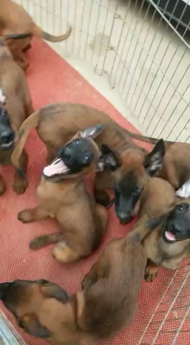 精品马犬红马红马黑马三针疫苗2针驱虫已做