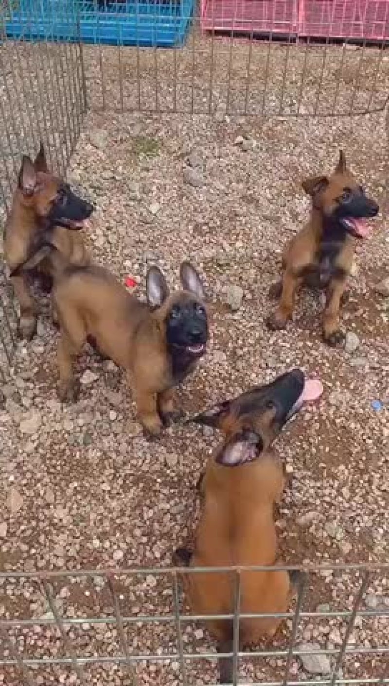 精品马犬红马红马黑马三针疫苗2针驱虫已做
