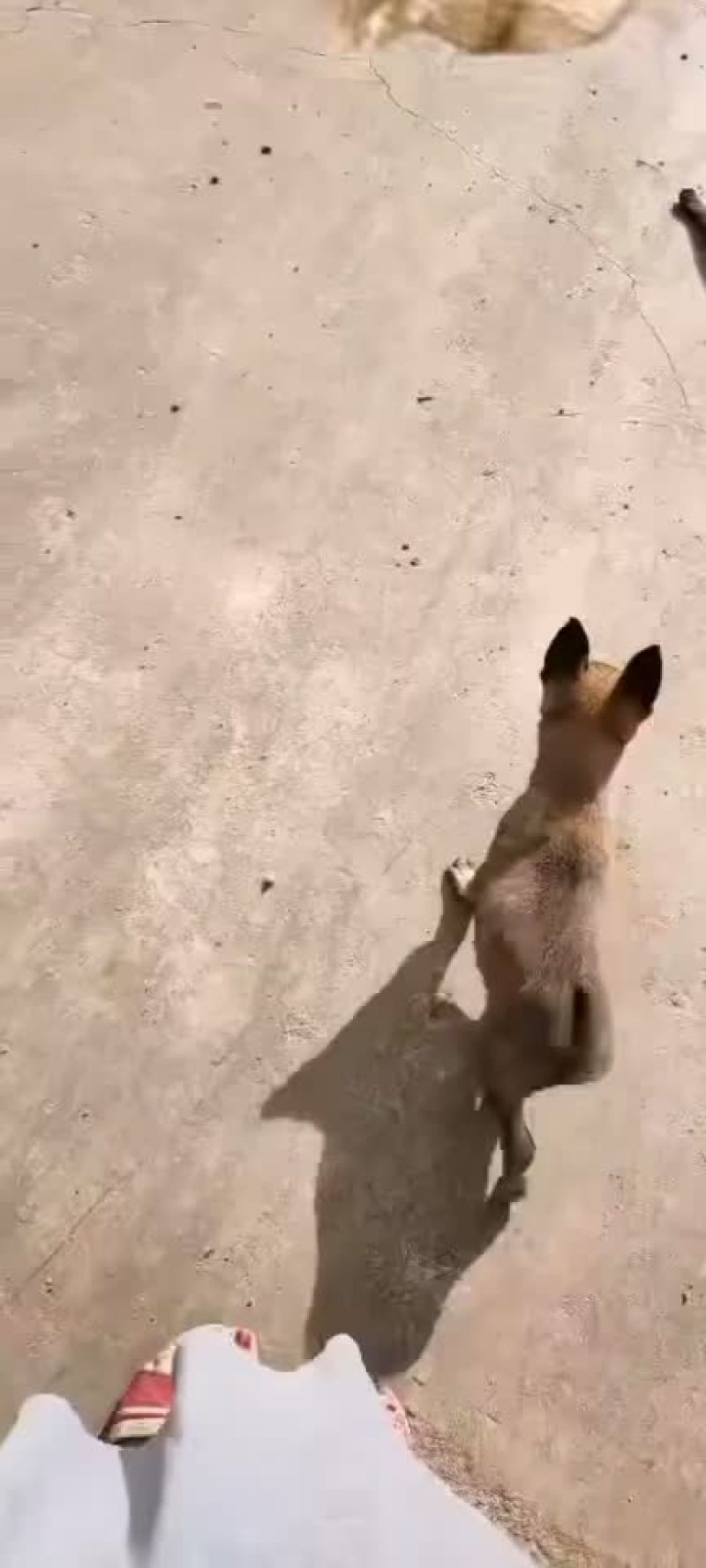 精品马犬红马红马黑马三针疫苗2针驱虫已做