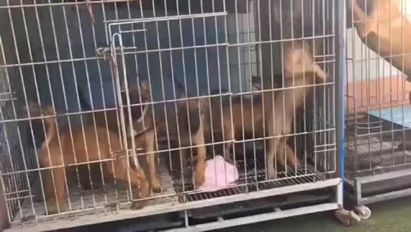 精品马犬红马红马黑马三针疫苗2针驱虫已做