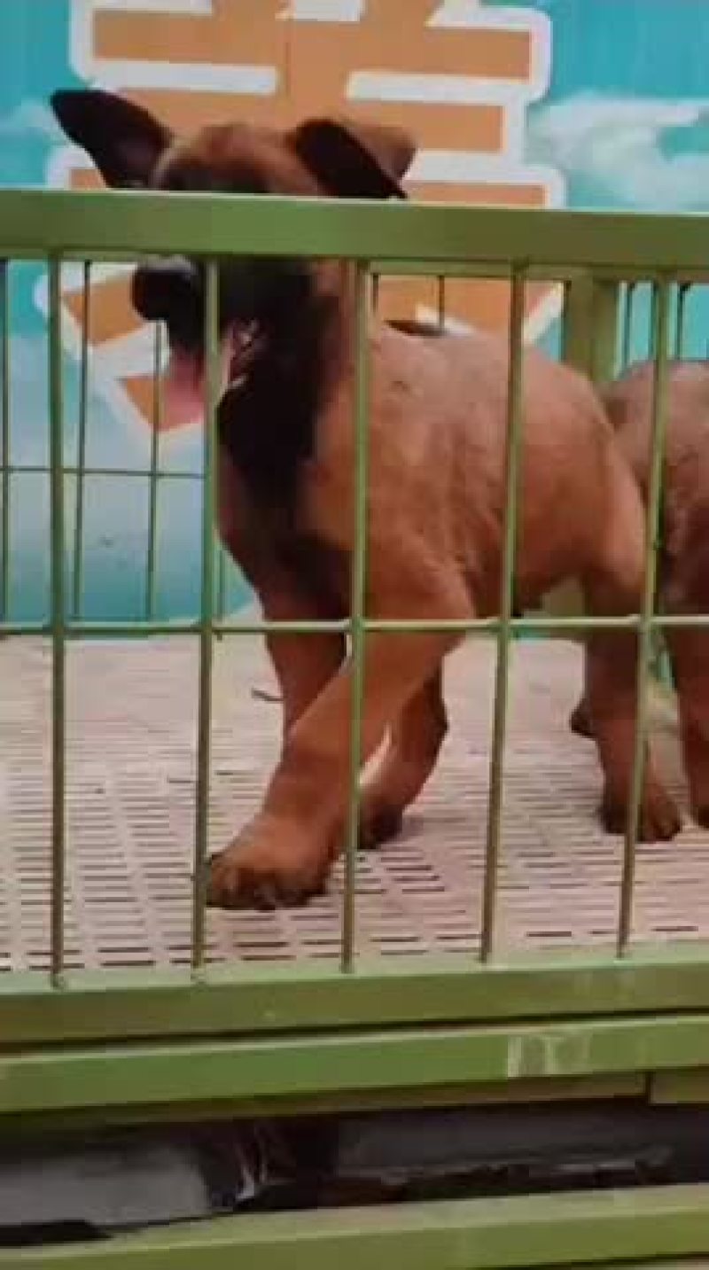 精品马犬红马红马黑马三针疫苗2针驱虫已做