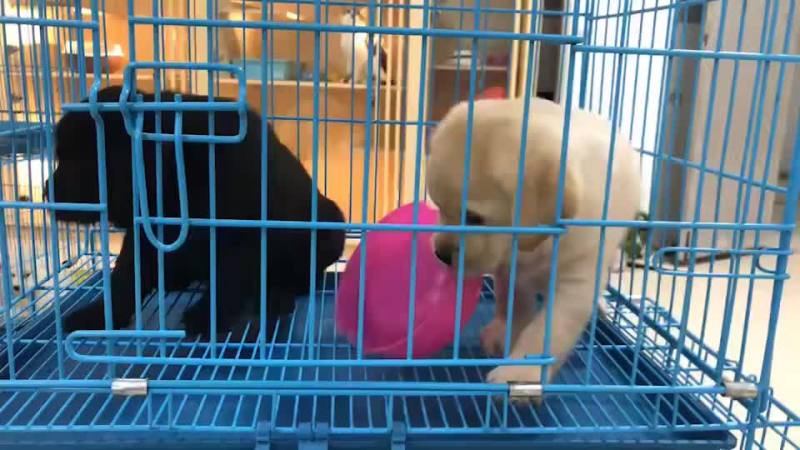 高品质拉布拉多血统纯正疫苗齐全视频挑选