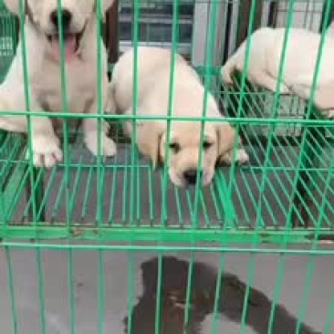 高品质拉布拉多血统纯正疫苗齐全视频挑选