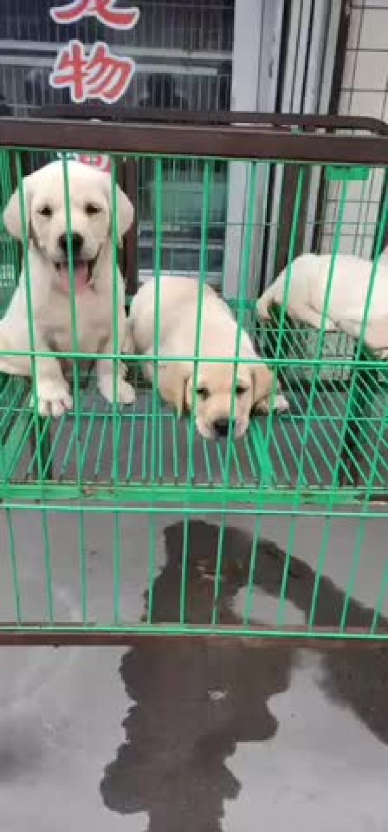 高品质拉布拉多血统纯正疫苗齐全视频挑选