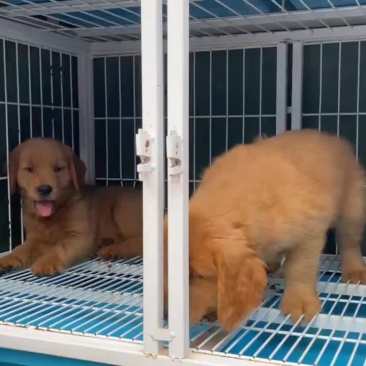 纯种大头版金毛犬枫叶红沙滩金视频挑选