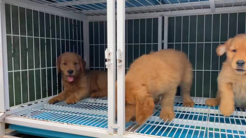 纯种大头版金毛犬枫叶红沙滩金视频挑选