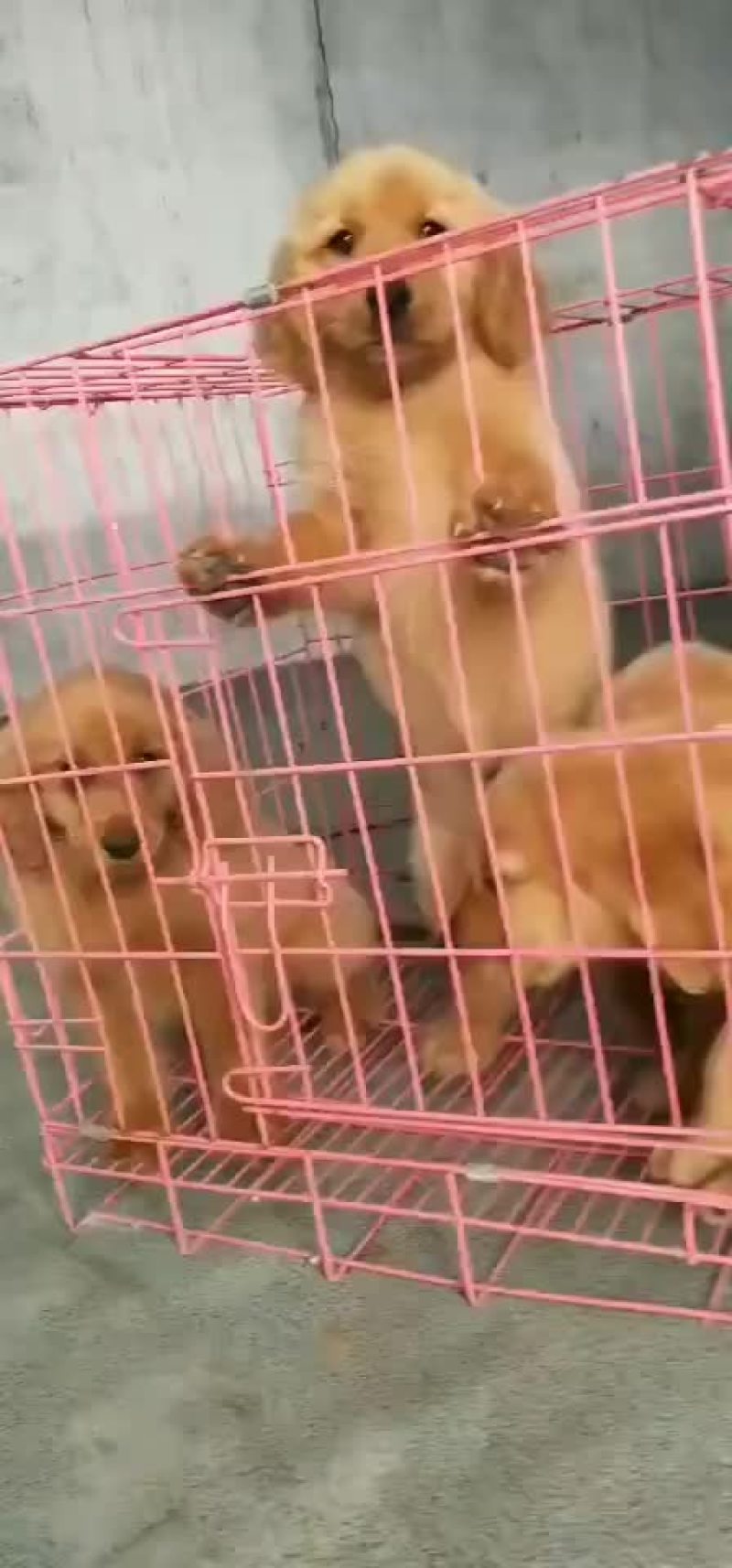 纯种大头版金毛犬枫叶红沙滩金视频挑选