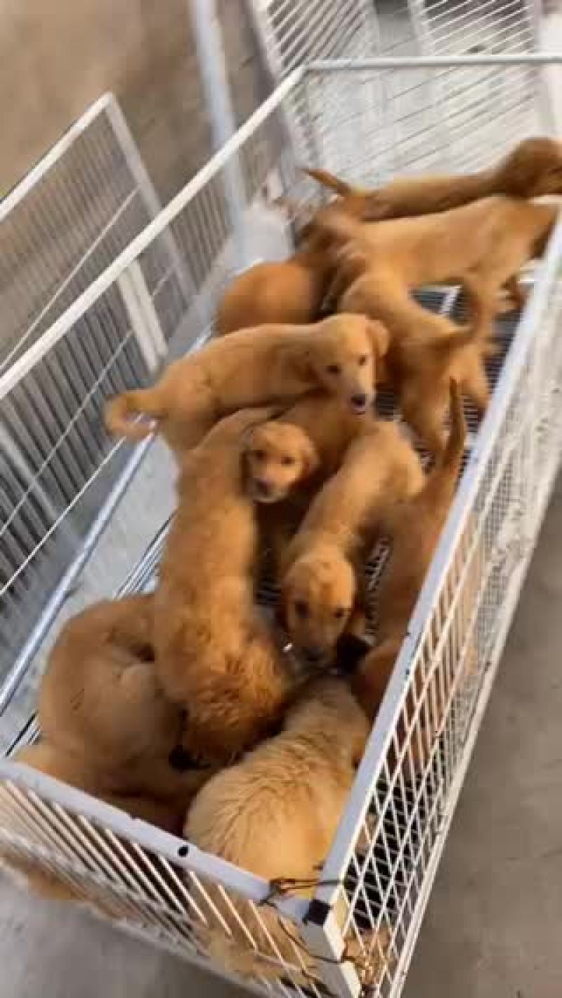 纯种大头版金毛犬枫叶红沙滩金视频挑选