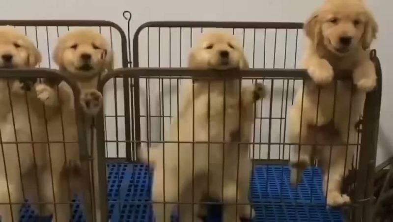 纯种大头版金毛犬枫叶红沙滩金视频挑选