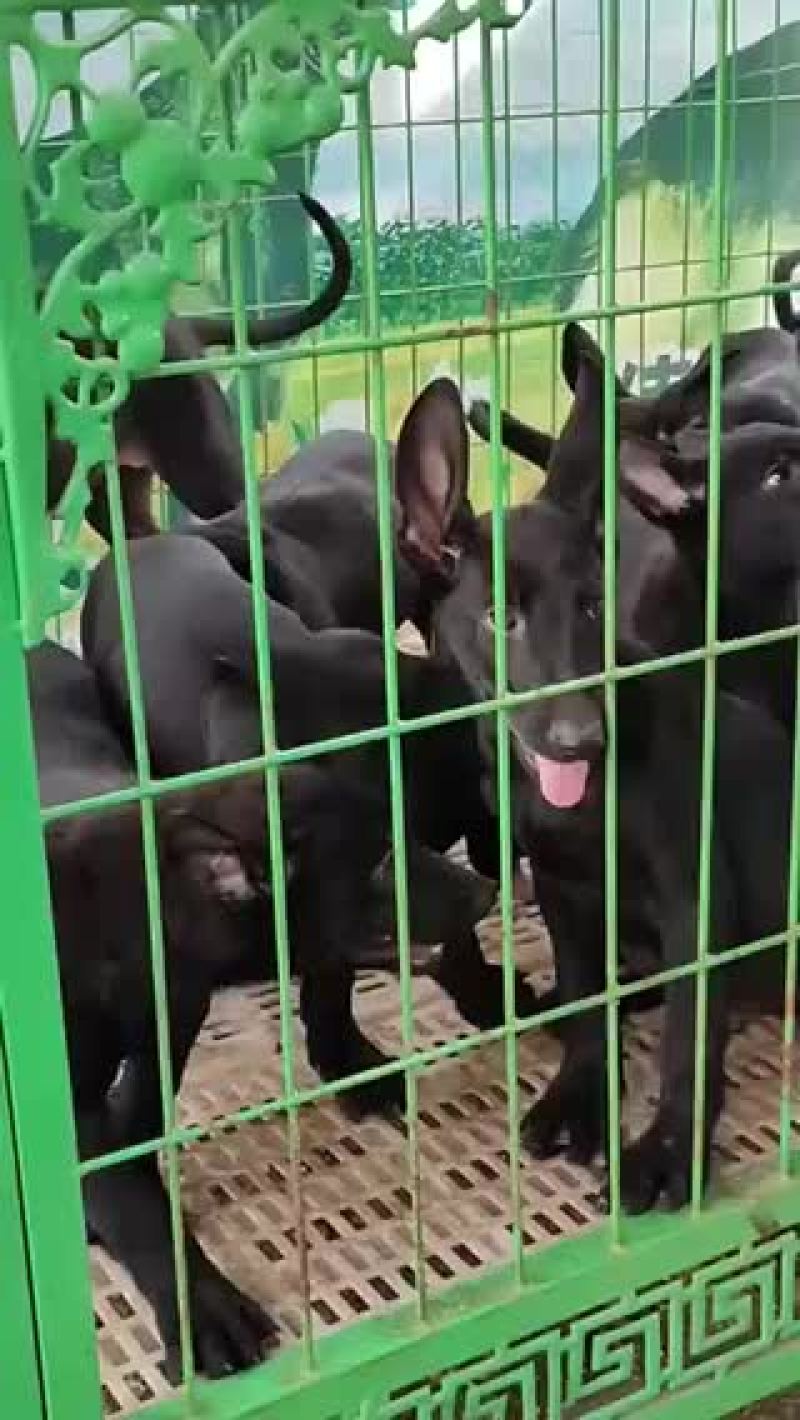 纯种黑狼大型犬幼犬视频挑选疫苗齐全国发货