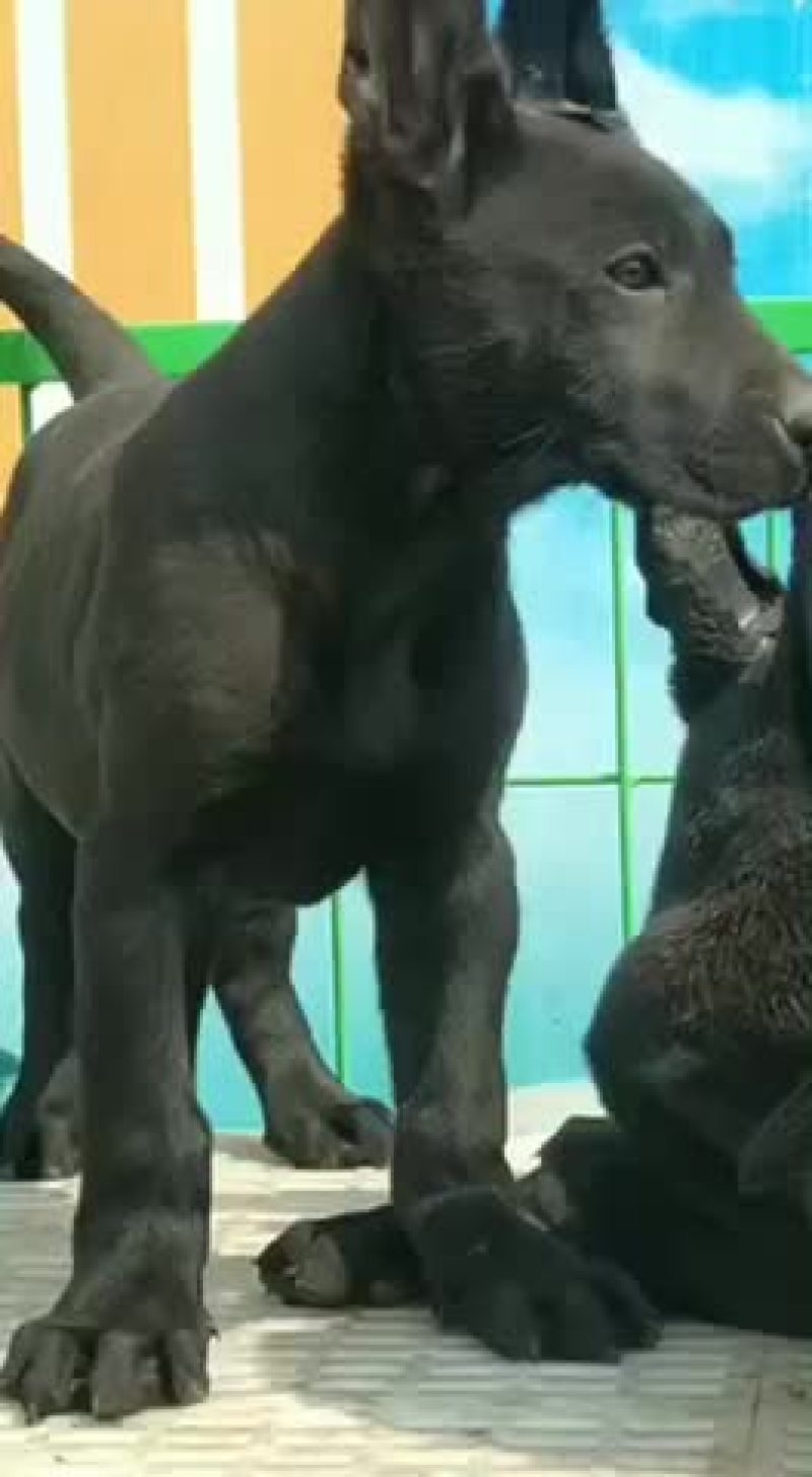 纯种黑狼大型犬幼犬视频挑选疫苗齐全国发货