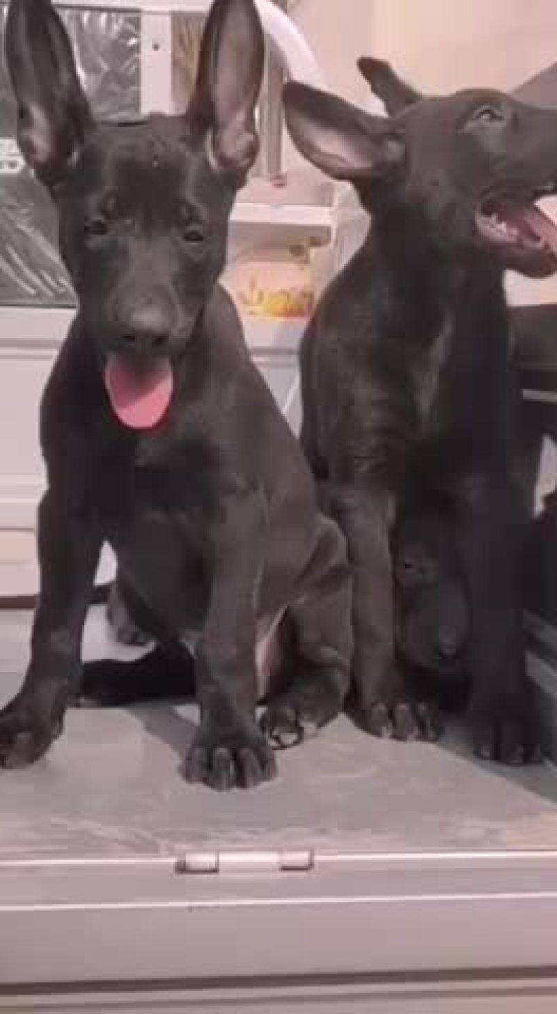 纯种黑狼大型犬幼犬视频挑选疫苗齐全国发货