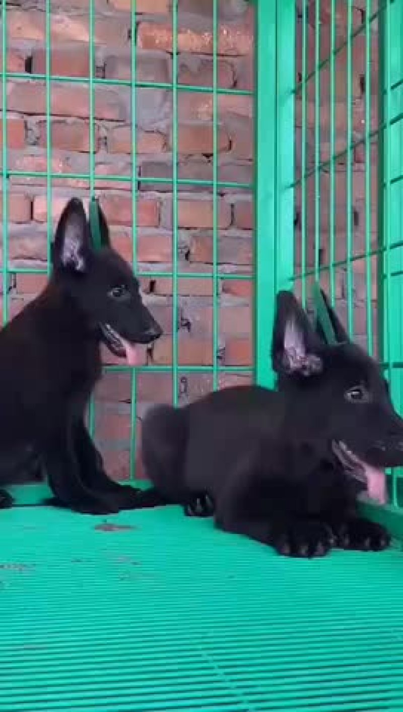 纯种黑狼大型犬幼犬视频挑选疫苗齐全国发货