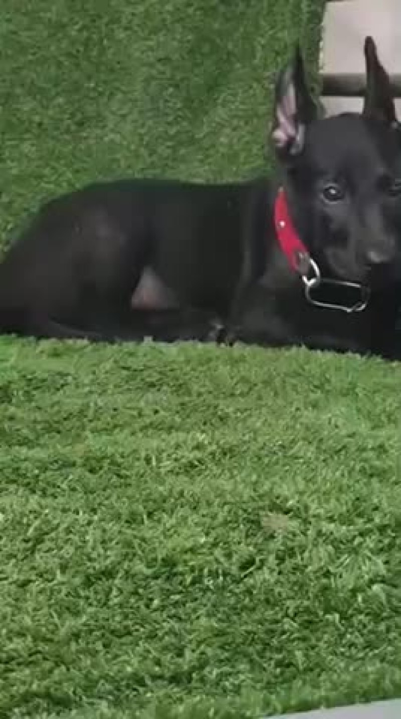 纯种黑狼大型犬幼犬视频挑选疫苗齐全国发货