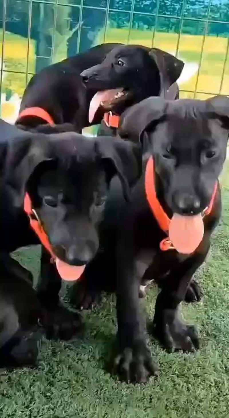 纯种黑狼大型犬幼犬视频挑选疫苗齐全国发货