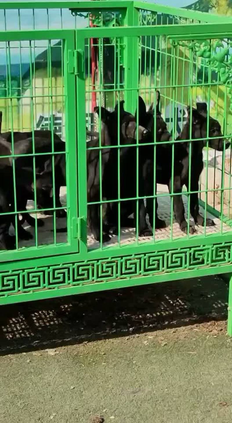 纯种黑狼大型犬幼犬视频挑选疫苗齐全国发货