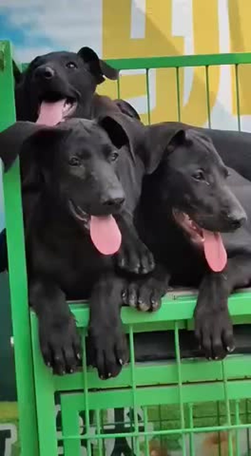 纯种黑狼大型犬幼犬视频挑选疫苗齐全国发货