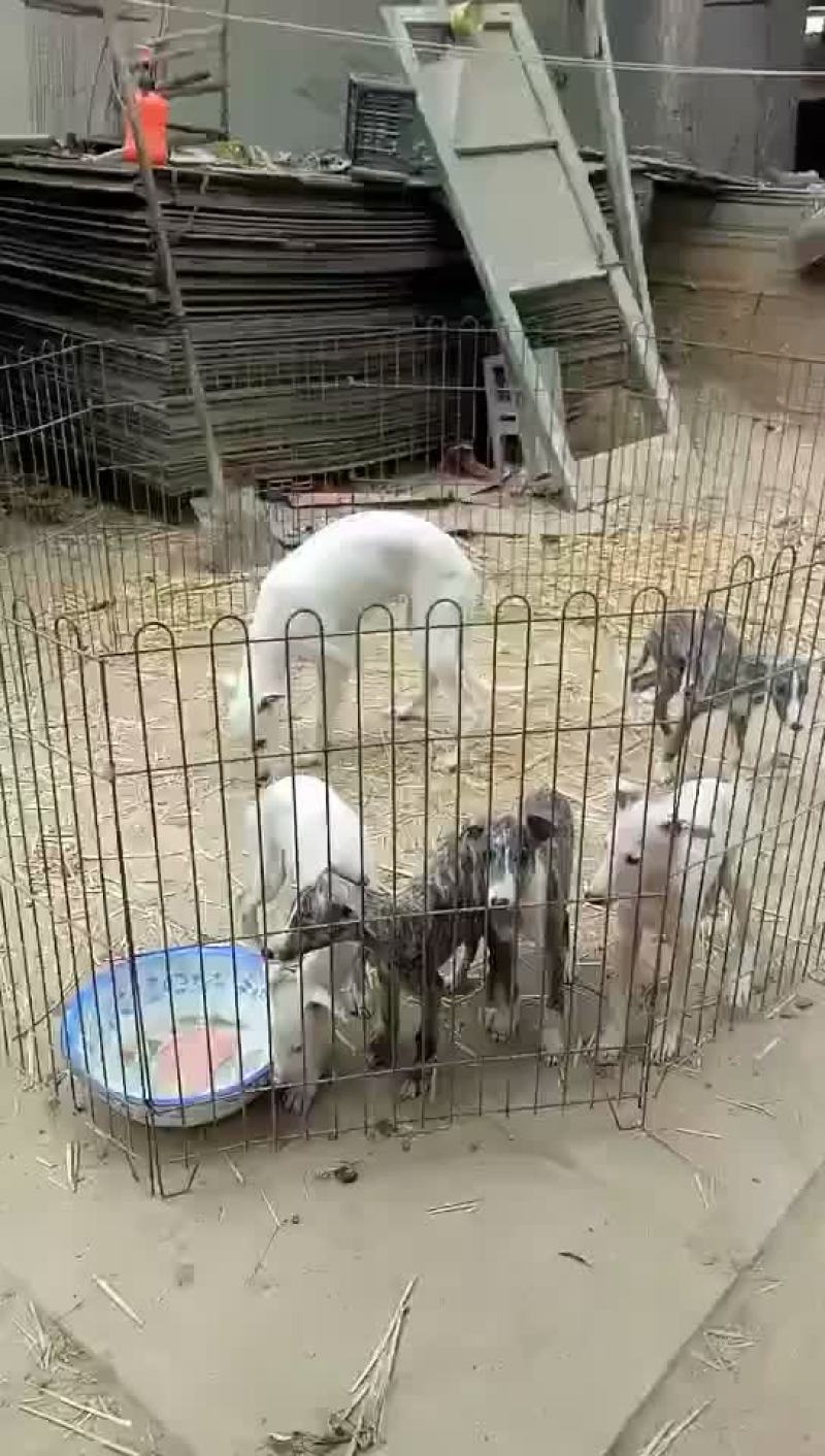 精品猎兔犬幼犬成年犬疫苗齐全视频挑选