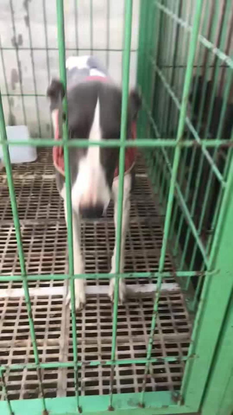 精品猎兔犬幼犬成年犬疫苗齐全视频挑选