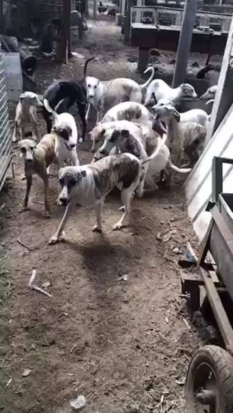 精品猎兔犬幼犬成年犬疫苗齐全视频挑选