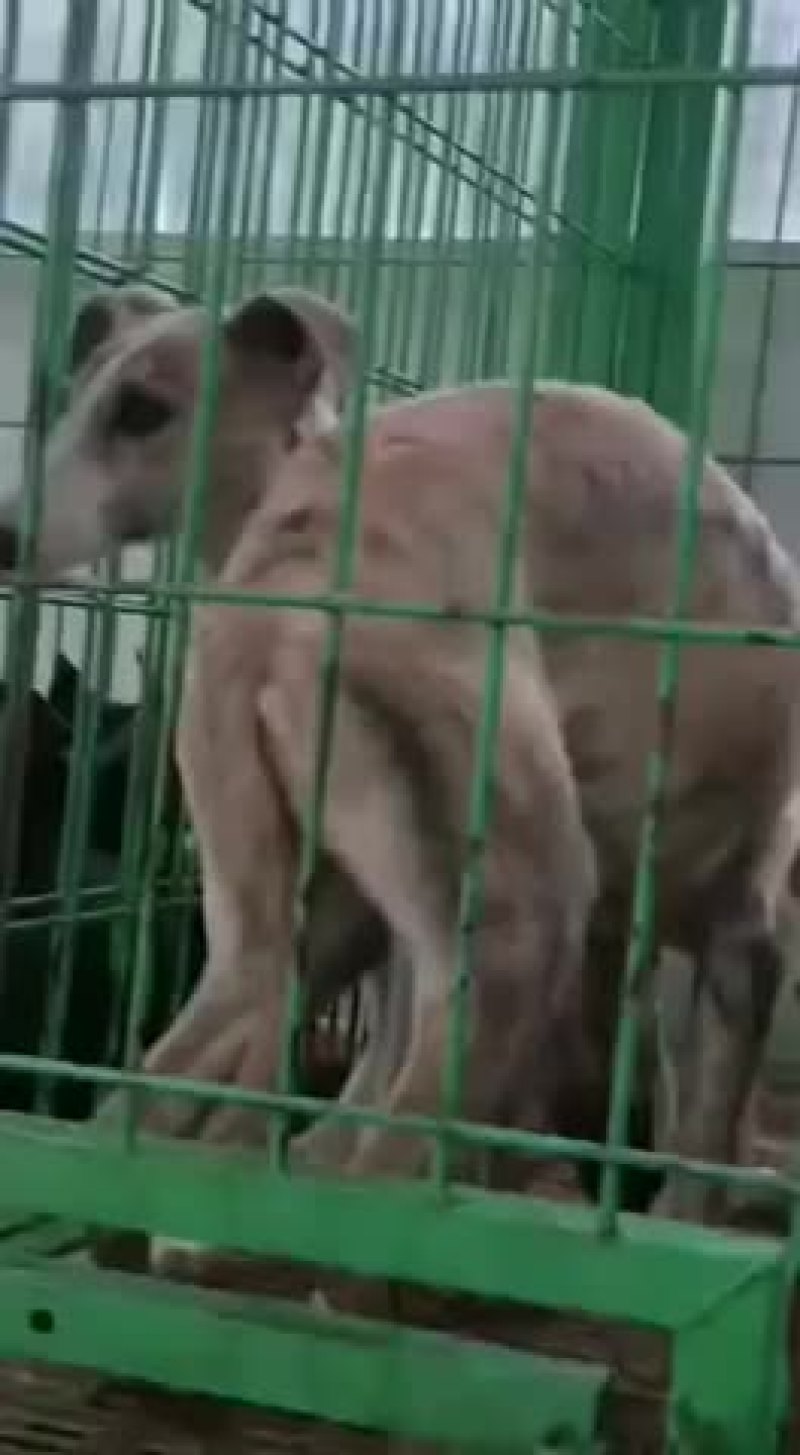 精品猎兔犬幼犬成年犬疫苗齐全视频挑选