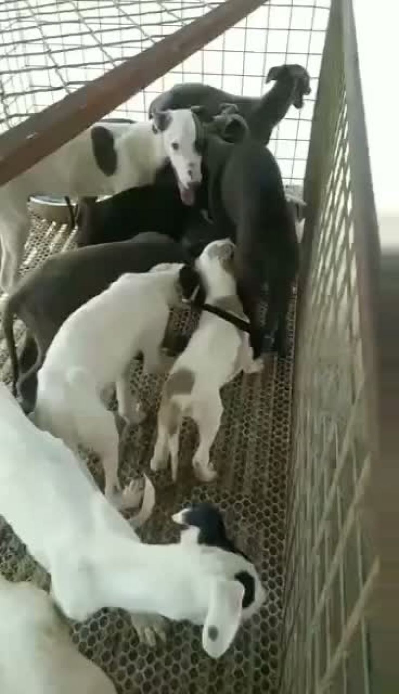 精品猎兔犬幼犬成年犬疫苗齐全视频挑选