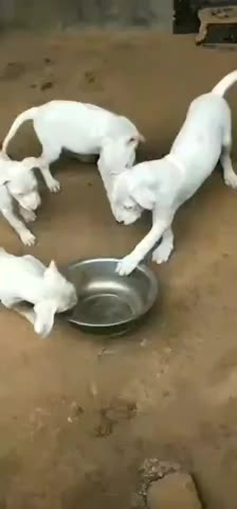 纯种卡斯罗杜宾杜高幼犬疫苗齐全视频挑选