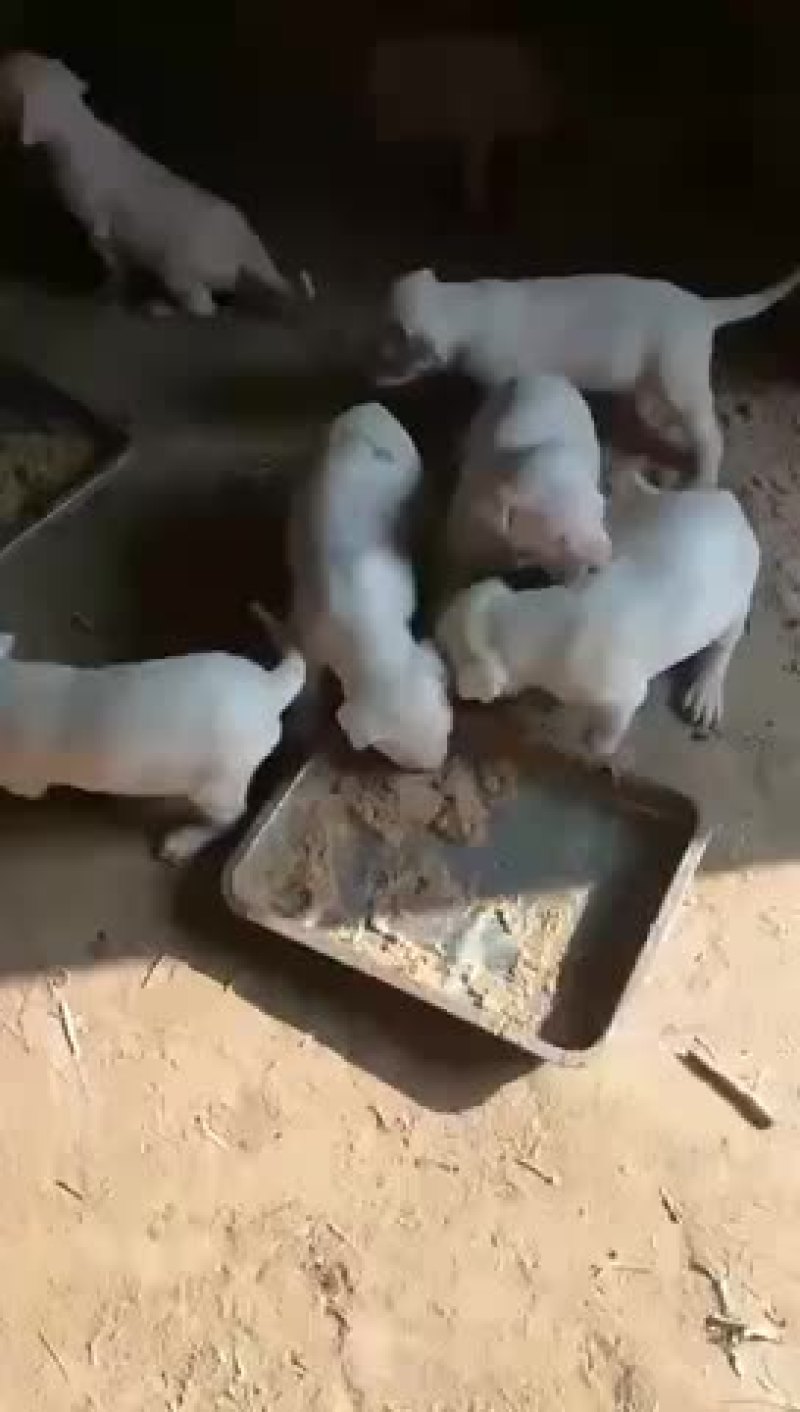 纯种卡斯罗杜宾杜高幼犬疫苗齐全视频挑选