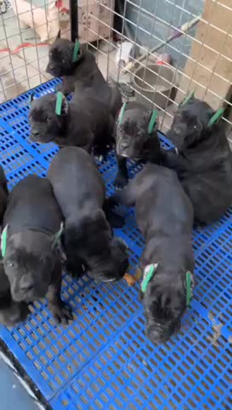 纯种卡斯罗杜宾杜高幼犬疫苗齐全视频挑选
