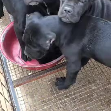 纯种卡斯罗杜宾杜高幼犬疫苗齐全视频挑选